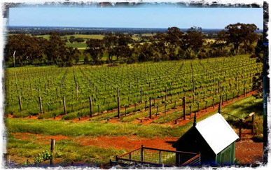 Vineyard image looking west