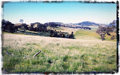 mt pleasant/mt camel image
